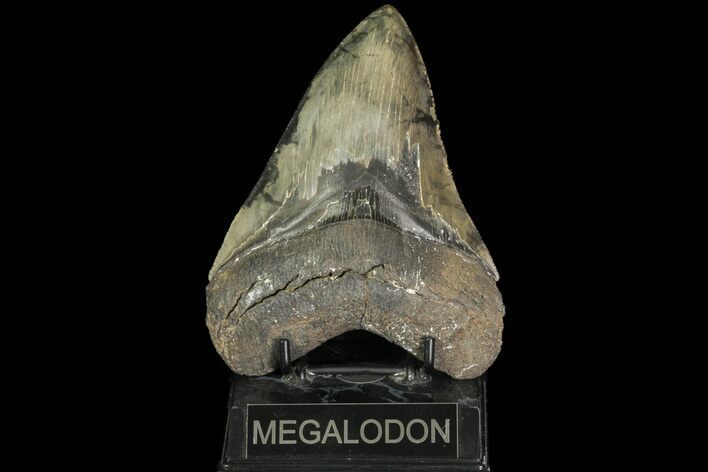 Serrated, Fossil Megalodon Tooth - South Carolina #113302